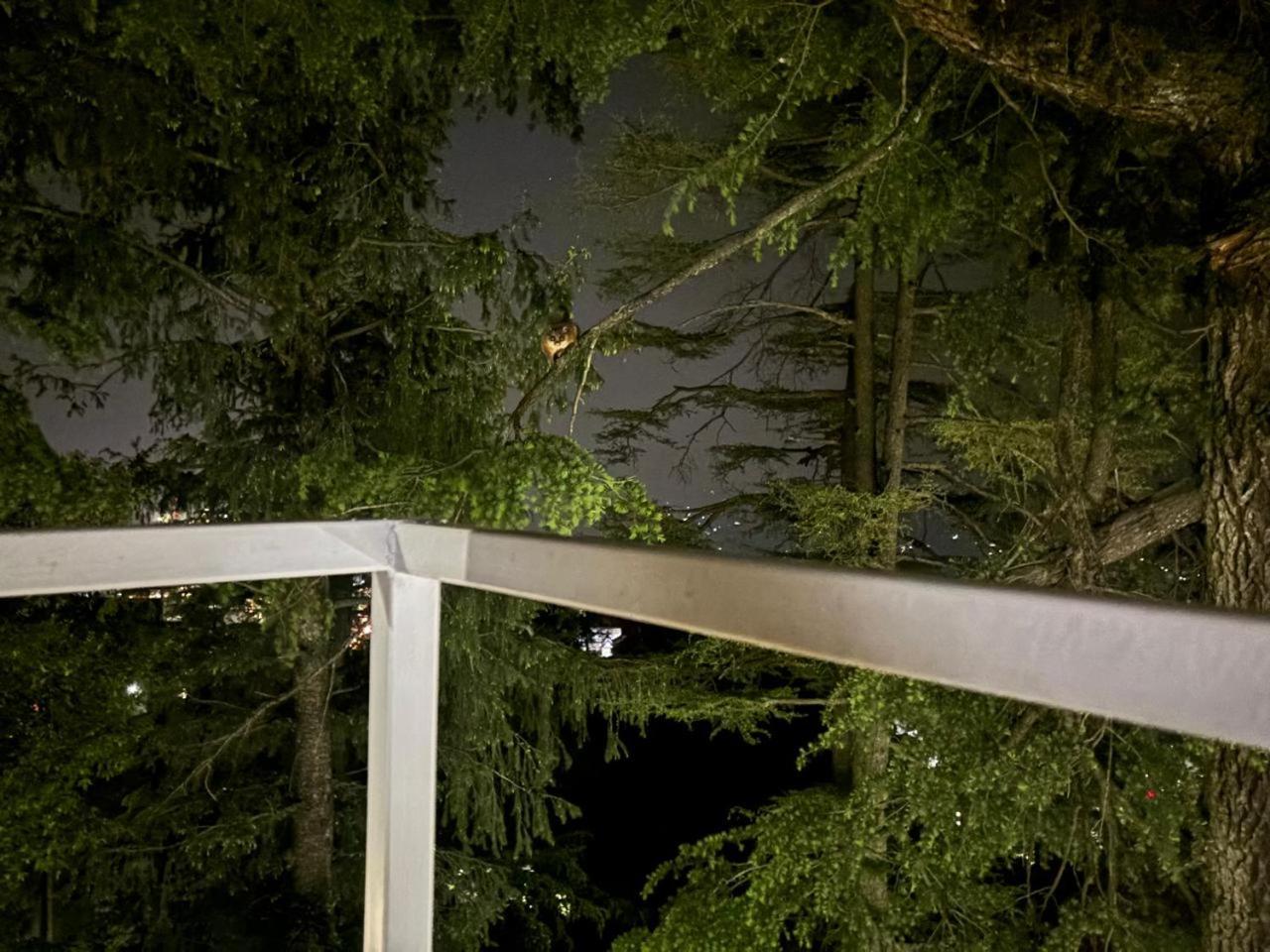 Hotel Jakhu Heights Simlá Kültér fotó